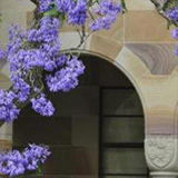 Jacaranda flowers against a sandstone wall