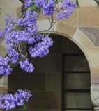 UQ-jacarandas